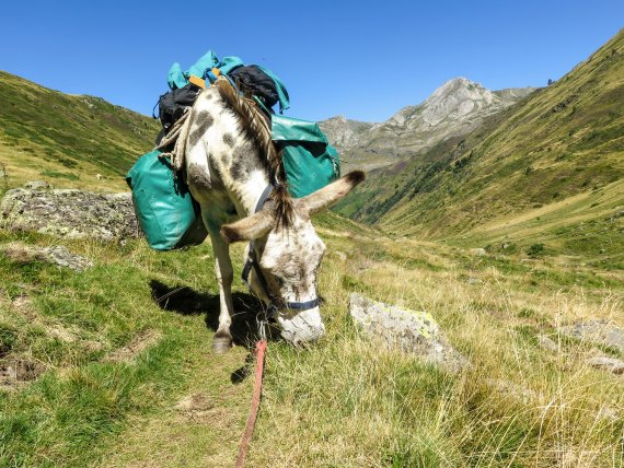 Step by step, pause after pause: For hiking with animals, also known as animal trekking, one thing is most important: patience. 