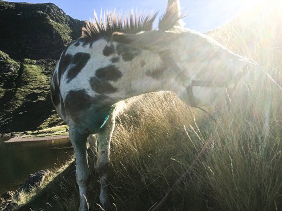 That can be pretty exhausting: Hiking with animals