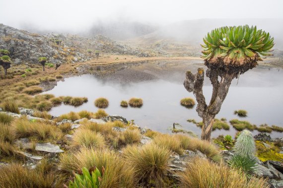 The landscape around Mount Kenya is varied and unique. 