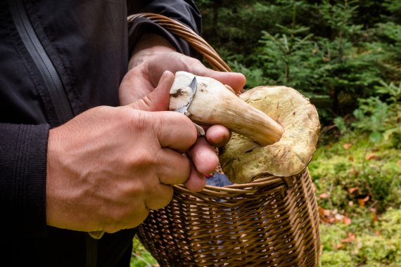 Collect and clean: Sven Christ searching for mushrooms